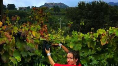 Ritenuta buona la vendemmia del 2010 dai produttori di vino del Montalbano