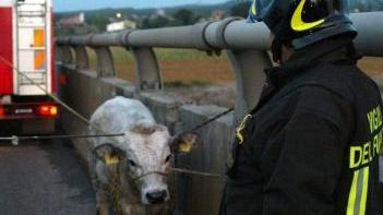 Paese in balia di un vitello imbizzarrito