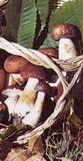 <b>FUNGHI.</b> Prelibatezze del bosco ma anche fonte di reddito   