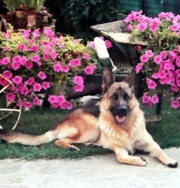 Lucky, il pastore tedesco deceduto laltra sera 
