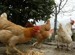 Scatta l'allarme vaiolo per i polli