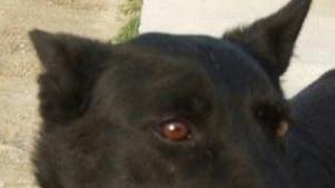 SOS ANIMALI