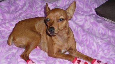 «Sono disperata, ridatemi il mio cane»