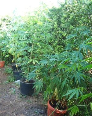 Una coltivazione di marijuana 