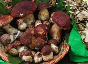 Funghi da tutta la Toscana in mostra a Empoli