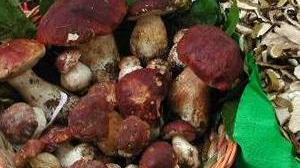 Funghi da tutta la Toscana in mostra a Empoli