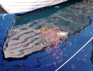 INVASIONE DI MEDUSE