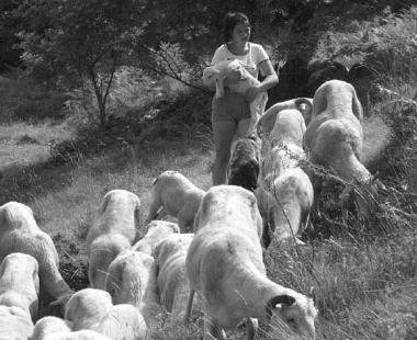 Sempre pi&ugrave; dura la vita dei pastori  