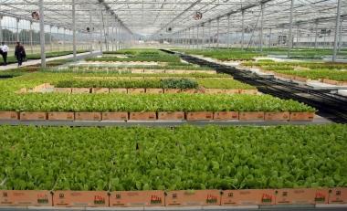 Coltivazioni biologiche nel futuro della agricoltura lunigianese   