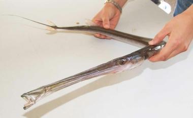 Il pesce flauto pescato a San Vincenzo 