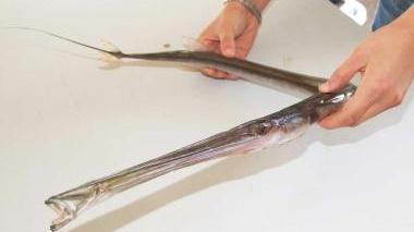 Il pesce flauto pescato a San Vincenzo