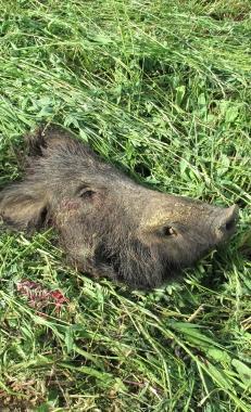Un cinghiale nella vegetazione 