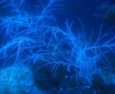 <b>LA NOVIT&Agrave;.</b> All acquario il corallo nero 