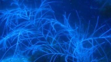 <b>LA NOVITÀ.</b> All’ acquario il corallo nero