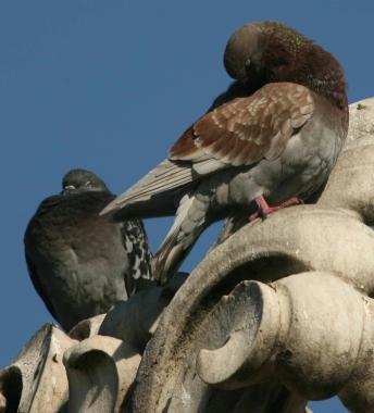 Piccioni nel mirino di Orlandi 