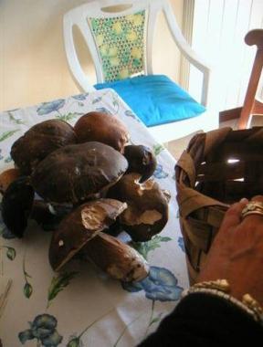 In grande crescita le intossicazioni da funghi registrate nel comprensorio del Valdarno Inferiore dove &egrave; competente lazienda Usl 11 di Empoli 