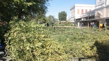 Albero crolla su 10 scooter