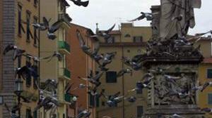 Stop con il fucile all'invasione di piccioni
