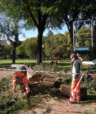 Labbattimento di un albero 