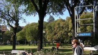 L’abbattimento di un albero