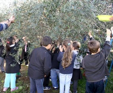 <b>LEZIONE PRATICA.</b> I bimbi raccolgono le olive 
