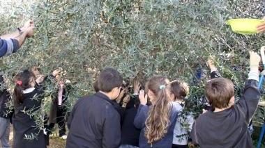 <b>LEZIONE PRATICA.</b> I bimbi raccolgono le olive