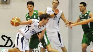 Malvone in azione
