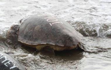 <b>A RISCHIO </b>Esemplare di Caretta Caretta come Java mentre guadagna la libert&agrave; 
