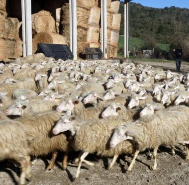 Uno dei tanti allevamenti dellAlta Valdicecina dove Giovanni Cannas &egrave; il responsabile provinciale del settore ovicaprino di Cia      