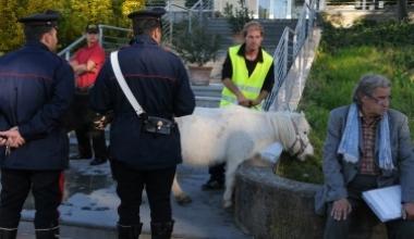 Niente autorizzazione al circo Tensione a Capannori