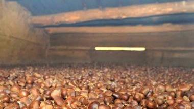 Castagne messe a essiccare in un metato