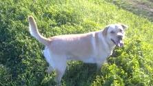 Rischia di annegare per salvare il suo labrador