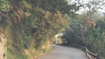 Gli alberi che incombono sulla strada per Miseglia