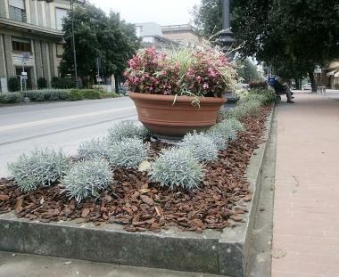 Unaiuola fiorita nel centro della citt&agrave; 