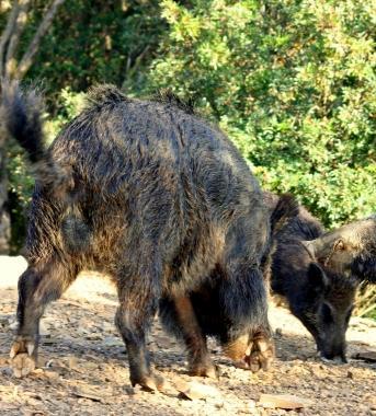 Un cinghiale a Populonia 