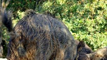 Un cinghiale a Populonia