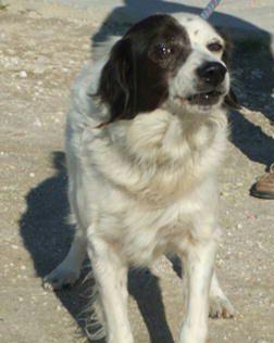 SOS ANIMALI