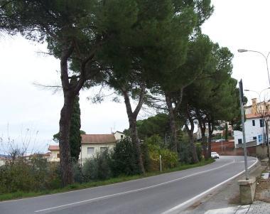 Rami di pino pericolanti sulla testa dei cittadini