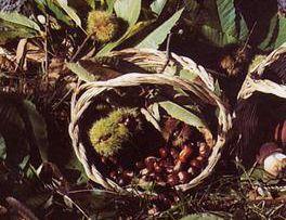 <b>CASTAGNA </b>La legge di tutela pubblicata sulla Gazzetta ufficiale    