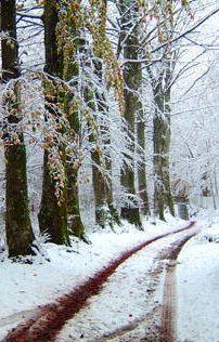 40 alberi si ghiacciano e crollano lungo la strada