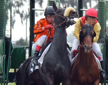 Al Casalone sette corse Sevedum punta al Premio
