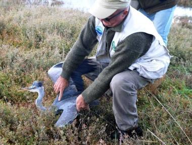 Politi libera un airone e (sotto) Stanzione con una gallinella dacqua 