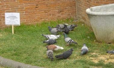 <b>POCO GRADITI.</b> I piccioni al Fortino 
