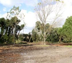 Terra spianata al posto degli alberi