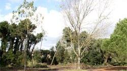 Terra spianata al posto degli alberi