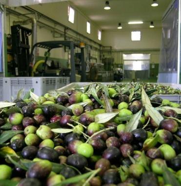 Il frantoio di Sofignano lavorer&agrave; a pieno regime tutto il mese 