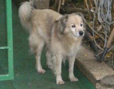 Il cane smarrito  