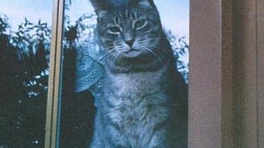 SOS ANIMALI