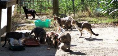 Sparano a una gattina, è in fin di vita E altri tre sono spariti