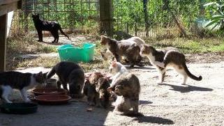 Sparano a una gattina, è in fin di vita E altri tre sono spariti